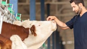 quanto recebe um veterinário