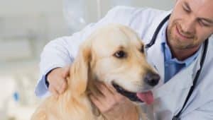 profissional de medicina veterinária e cachorro