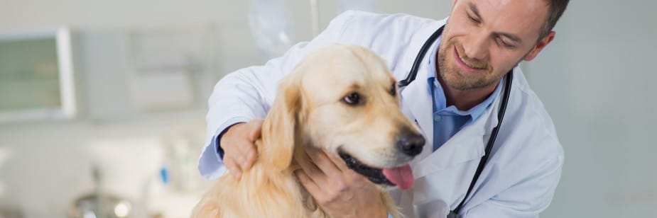 profissional de medicina veterinária e cachorro