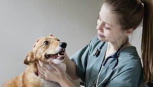 estudante de medicina veterinária