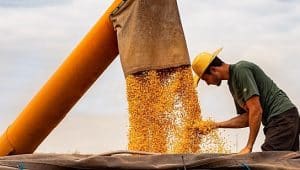 profissional de agronomia