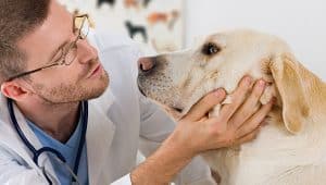 áreas da medicina veterinária