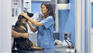 auxiliar veterinário