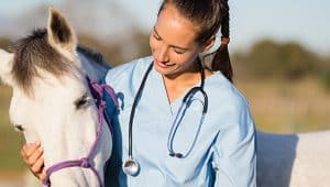 mercado de trabalho veterinária