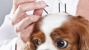 medicina veterinária especialização
