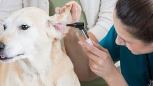 tecnico em veterinaria