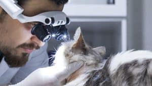oftalmologia veterinaria