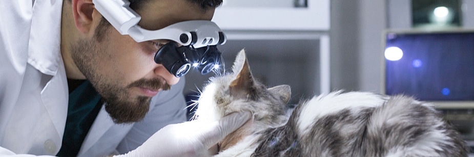 oftalmologia veterinaria