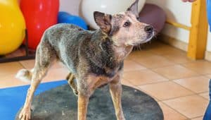 fisioterapia veterinária