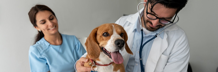 enfermagem veterinária