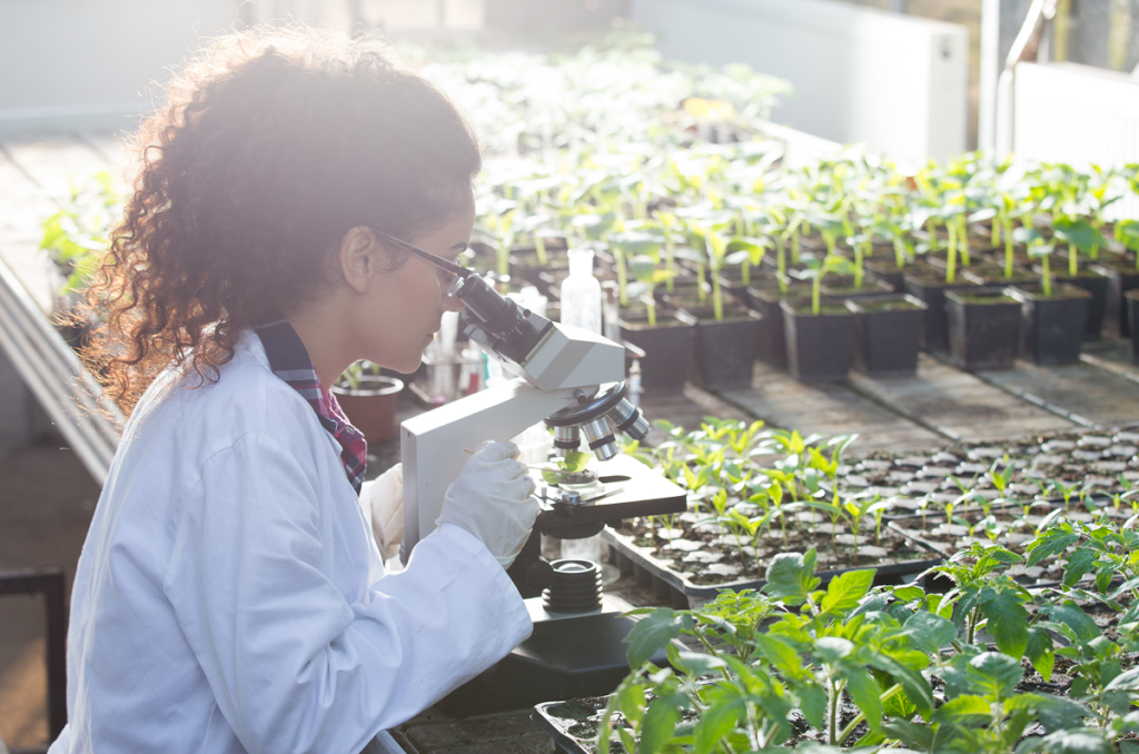Mulher analisa mudas de planta pelo microscópio. Características pessoais que devo ter para ser um agrônomo.