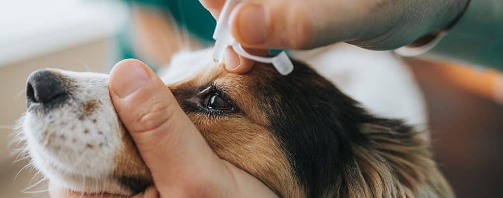 melhores faculdades de Medicina Veterinária