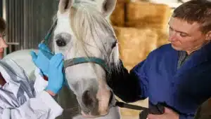 peritos examinando cavalo