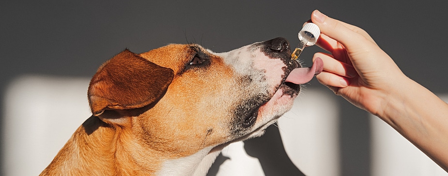 homeopatia-medicina-veterinaria