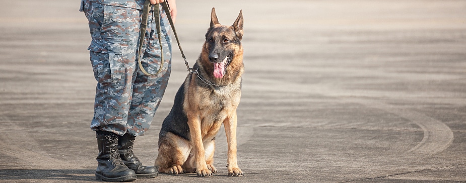 medicina veterinaria militar