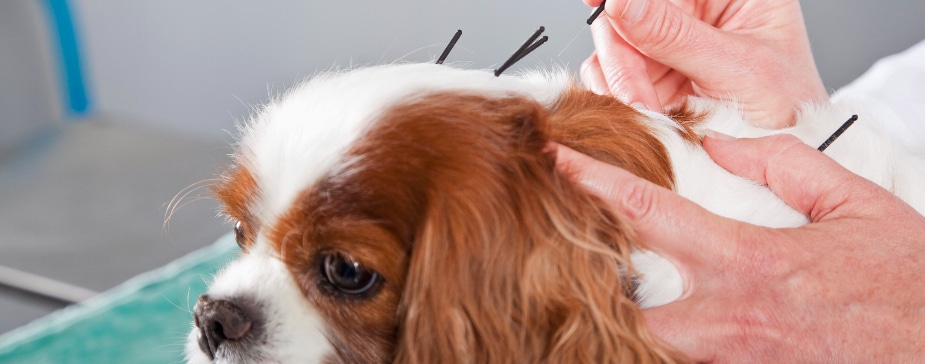 acupuntura veterinária