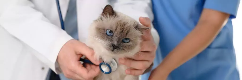gato sendo examinado por médico e enfermeira