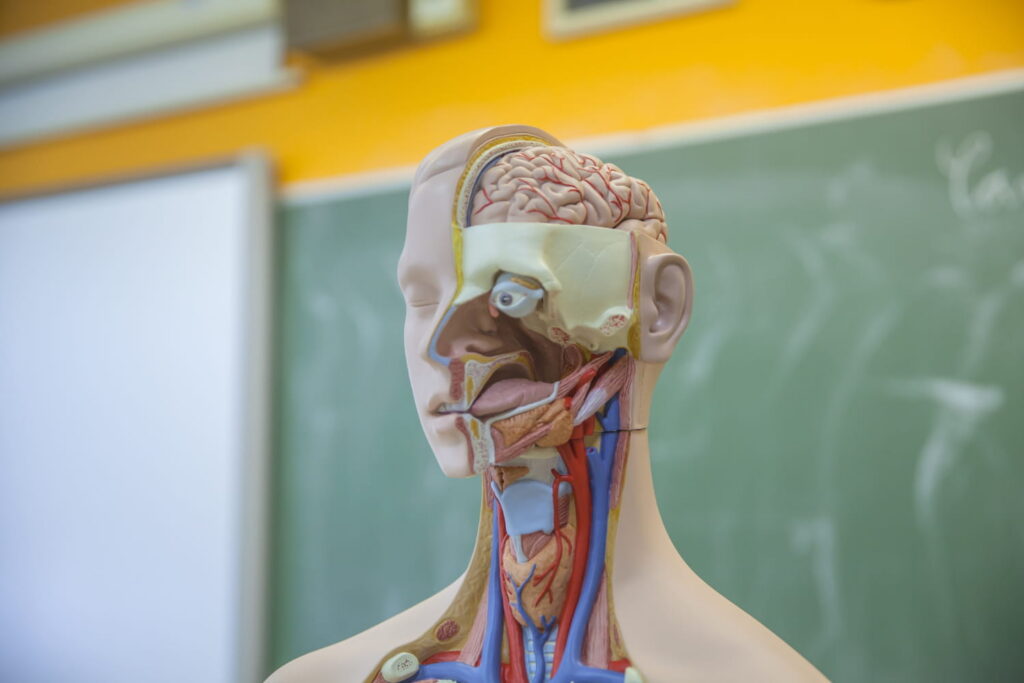 Anatomia humana